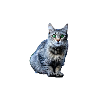 A Beautiful Tabby Cat With Striking Green Eyes Sits Beside A Tire On An Outdoor Street. 19230 - Cat PNG image with transparent background